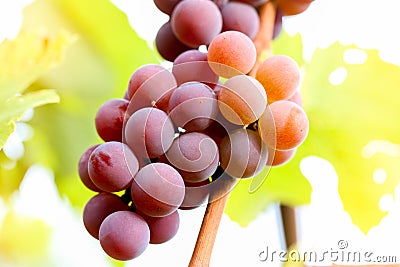 Close up of red black bunches Pinot Noir grapes growing in vineyard with blurred background and copy space. Harvesting in the Stock Photo