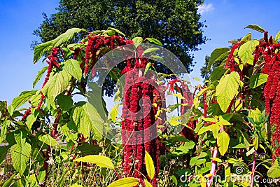 Close up of red blooming flower with hanging blossoms Amaranthus caudatus, Kiwicha Stock Photo