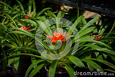 Close up red Bromeliad Bromeliaceae plant tropical flower Stock Photo