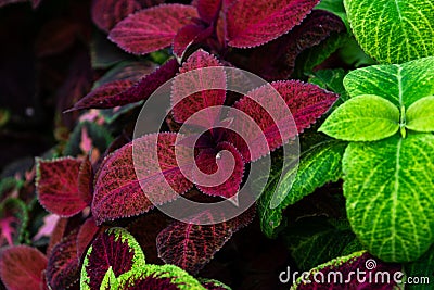 Close up of a red coleus solenostemon hybrida leaves background in a garden Stock Photo