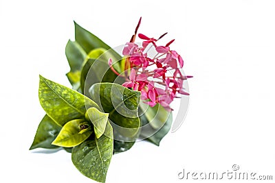 Close up of red colored pentas flower or Egyptian Star Flower or jasmine isolated on white. Stock Photo