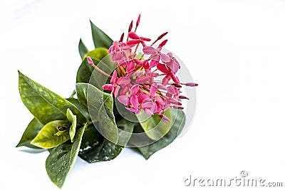 Close up of red colored pentas flower or Egyptian Star Flower or jasmine isolated on white. Stock Photo