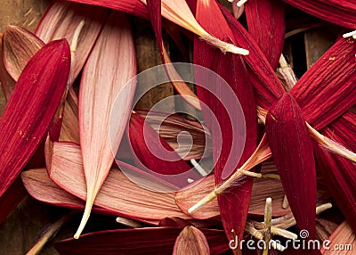Close up of red daisy petals from above with rich color Stock Photo