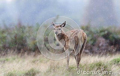 Close up of a red deer calf in the falling rain Stock Photo