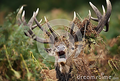 Close up of a red deer stag bellowing Stock Photo
