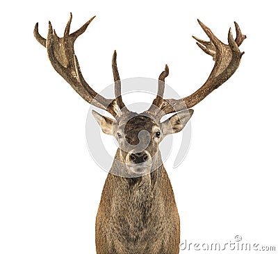 Close-up of a Red deer stag Stock Photo