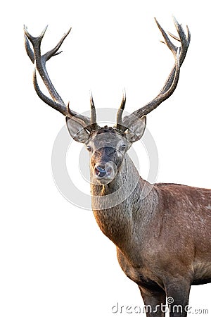 Close-up red deer stag head with antlers in summer isolated on white background Stock Photo