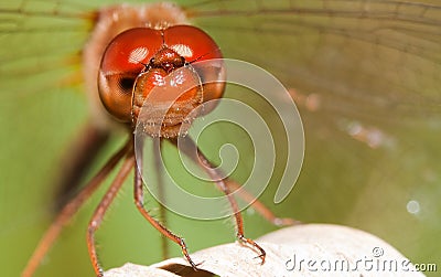 Close-up of a red dragonfly Stock Photo