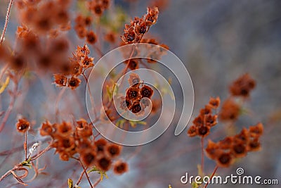 Close up of red dry plants, herbs of the Corsica island, France. Texture of vegetation. Horizontal view Stock Photo