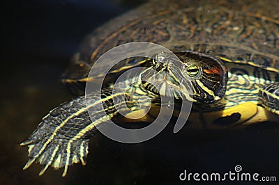 Close up portrait of a red-eared slider turtle Terrapin Stock Photo