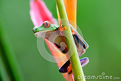 Close up of a red eyed tree frog Stock Photo