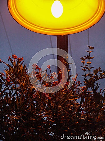 Close up of a red flower blooming bush under a city orange lit lamp at night, in Holon park, Israel Stock Photo