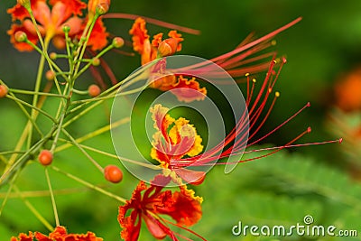 Close-up of red flower of flame tree Stock Photo