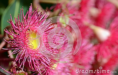 Close up of a red flowering gum tree blossom, Corymbia ficifolia variety Stock Photo