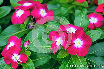 Catharanthus roseus Stock Photo