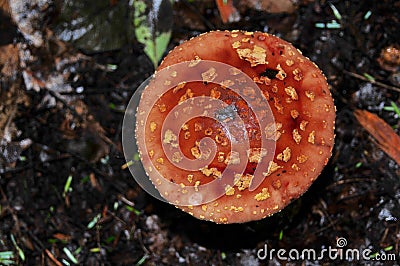 Close up of a red fly agaric mushroom on a forest floor Stock Photo