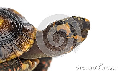 Close-up of a Red-footed tortoises, Chelonoidis Stock Photo