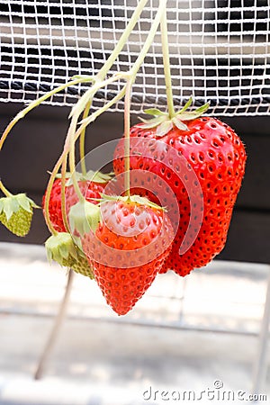 Closeup of Red Freshness strawberry in Strawberry Farm ,Chiba, Stock Photo