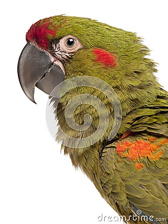 Close-up of Red-fronted Macaw, Ara rubrogenys Stock Photo