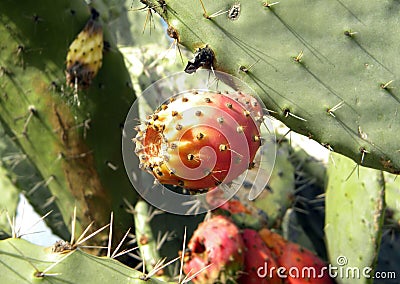 Close-up of red fruit of prickly pear cactus tree, Opuntia. Stock Photo