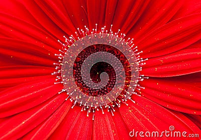 Close up of red gebera daisy Stock Photo