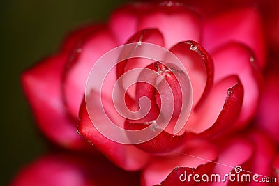 Close up of a red ginger flower Stock Photo