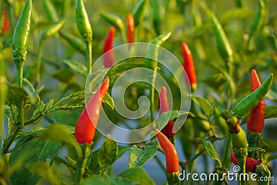 Close up of Red and Green cayenne fruit on the plantation, green chili pepper. Stock Photo