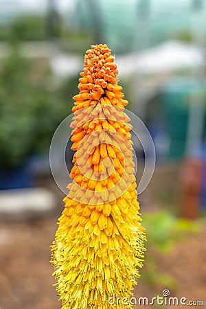 Close-up of red-hot poker plant in bloom, against blurred background Stock Photo