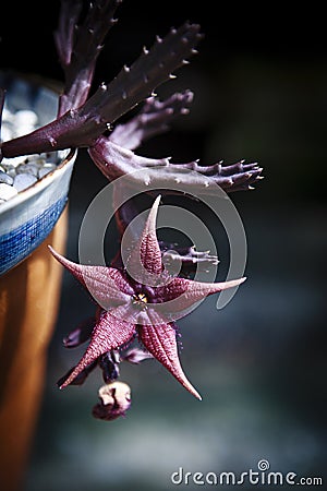 Close up of red huernia flower blooming in planting pot Stock Photo