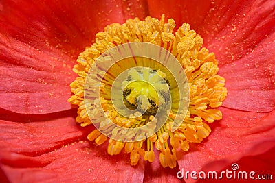 Close up of a red Iceland poppy(Scientific name papaver nudicaule) Stock Photo