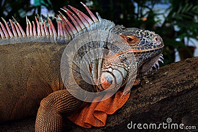 Red iguana head and orange neck wattle with beautiful skin holding on the timber Stock Photo