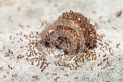 Close up of red imported fire ants Stock Photo
