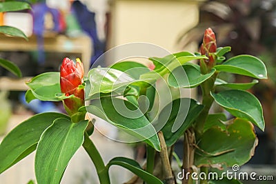 Red Indian Head Ginger plant grow at house outdoor garden Stock Photo