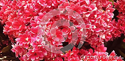 Close up of red kalanchoe blossfeldiana flowers Stock Photo