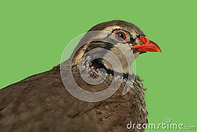 Close-up of a Red-legged partridge against green background Stock Photo