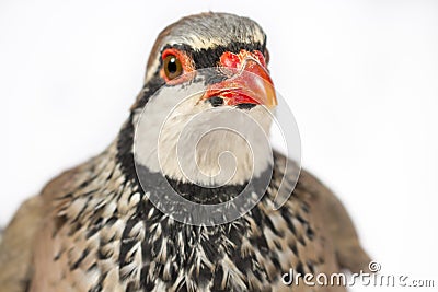 Close-up of red-legged partridge Stock Photo