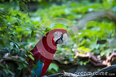 Close-up of red macaw parrot on branch Stock Photo