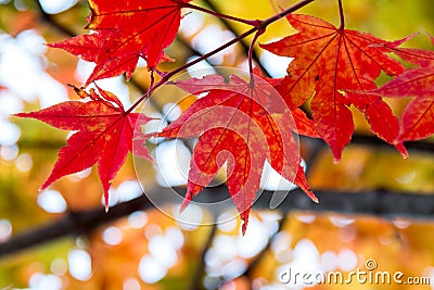 Close up of Red maple leaves in branch of trees during Autumn season Stock Photo