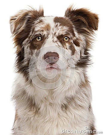 Close-up of Red Merle Border Collie Stock Photo