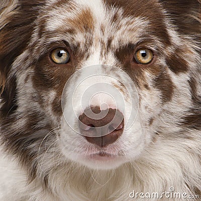 Close-up of Red Merle Border Collie Stock Photo