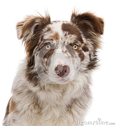 Close-up of Red Merle Border Collie Stock Photo