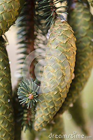 Norway spruce tree pinecones. Stock Photo