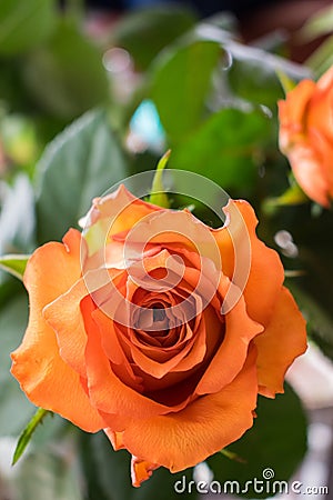 A close up of a rose with open space to the left Stock Photo