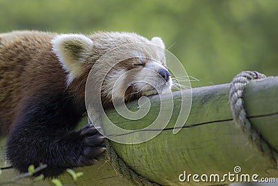 Close up of a red panda sleeping. Exhausted cute animal Stock Photo