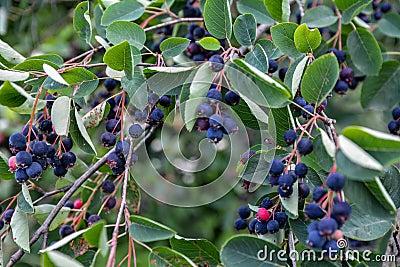Close up of red and pink berries of the plant shadbush or juneberry or Amelanchier Stock Photo