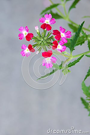 Verbena hybrida Stock Photo