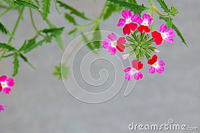 Verbena hybrida Stock Photo