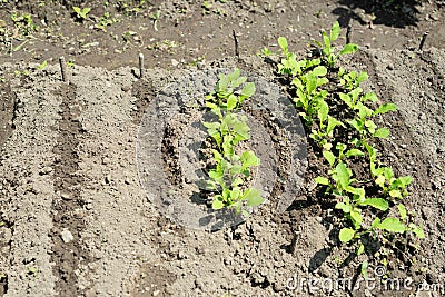 Close up of red radish in raised garden bed. Cultivating of vegetables, agriculture concept. Gardening in the spring or summer Stock Photo