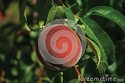 Close-up of red ripe peach stuck to leafy branch Stock Photo