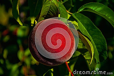 Close-up of red ripe peach stuck to leafy branch Stock Photo